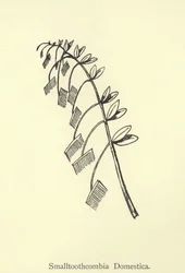 Smalltoothcombia Domestica